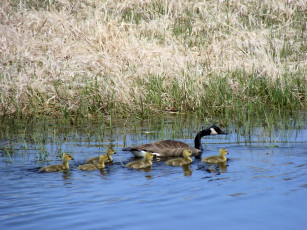 Картинка животные гуси