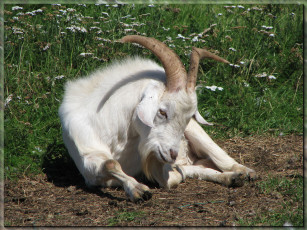 Картинка животные козы коза