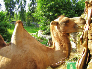 Картинка животные верблюды верблюд