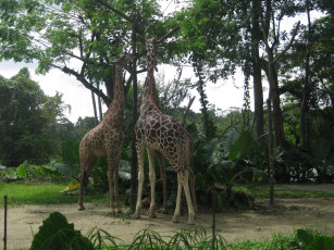 Картинка животные жирафы