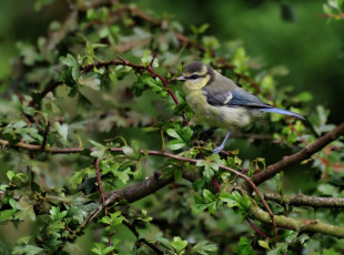 Картинка животные синицы лазоревки ветка синичка