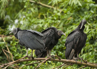 Картинка животные птицы хищники грифы ветка