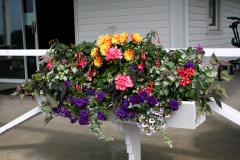 Картинка цветы букеты композиции петунья астры