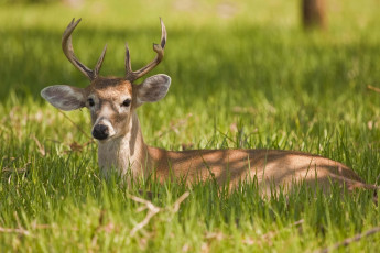 Картинка животные олени олень трава летп