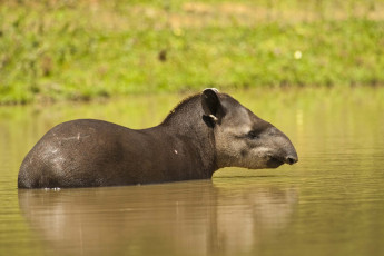 Картинка животные тапиры