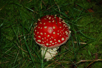 Картинка природа грибы мухомор трава лето