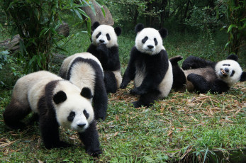 Картинка животные панды