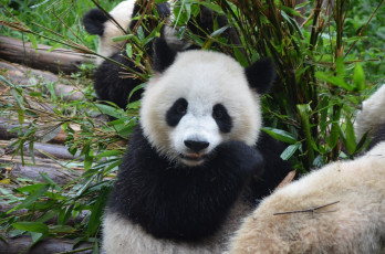 Картинка животные панды панда