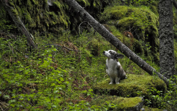 Картинка животные собаки мох лес собака