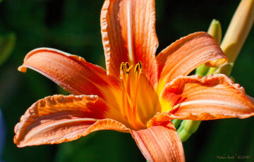 Картинка цветы лилии лилейники лилия