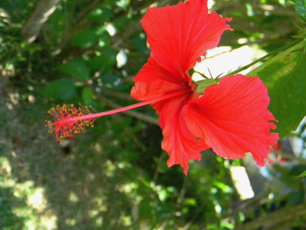 Обои картинки фото цветы, гибискусы, бутон