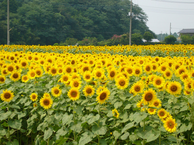 Обои картинки фото цветы, подсолнухи