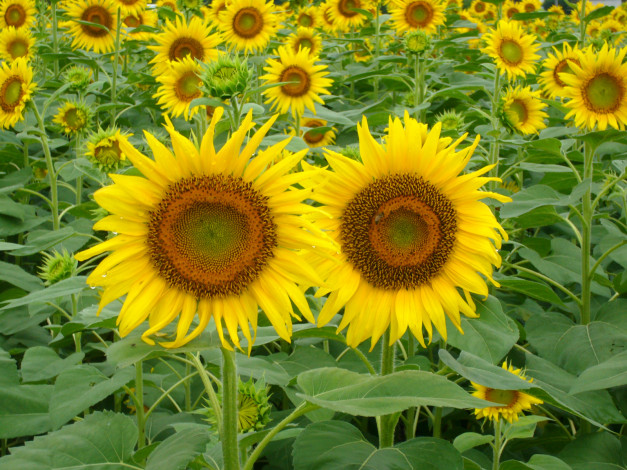 Обои картинки фото цветы, подсолнухи