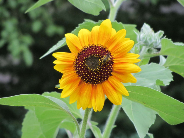 Обои картинки фото цветы, подсолнухи, подсолнух