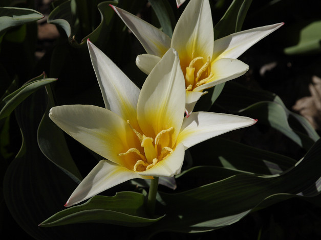 Обои картинки фото цветы, тюльпаны, лилия