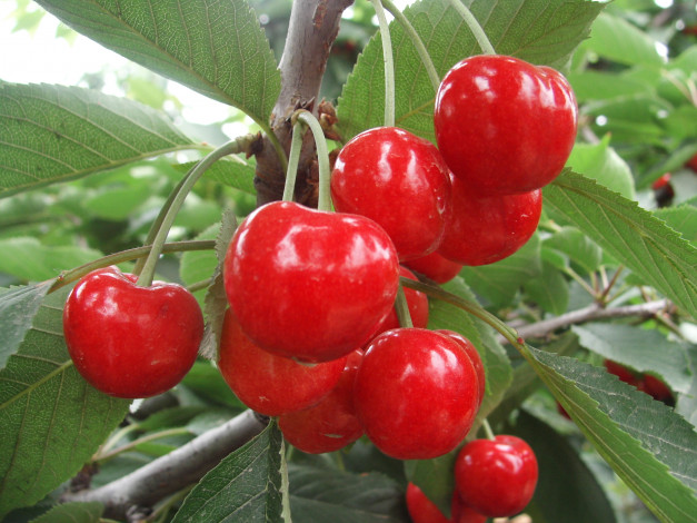 Обои картинки фото природа, Ягоды, ветка, вишня