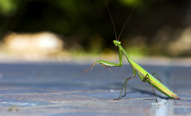 Обои картинки фото животные, богомолы, усики, лапки, зеленый, богомол, насекомое