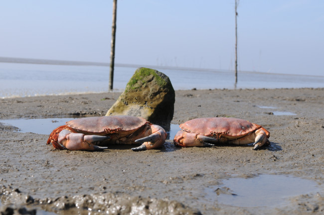 Обои картинки фото животные, крабы, раки