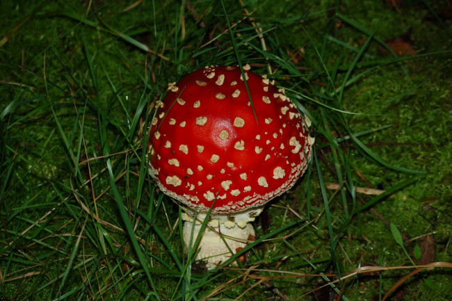 Обои картинки фото природа, грибы, мухомор, трава, лето