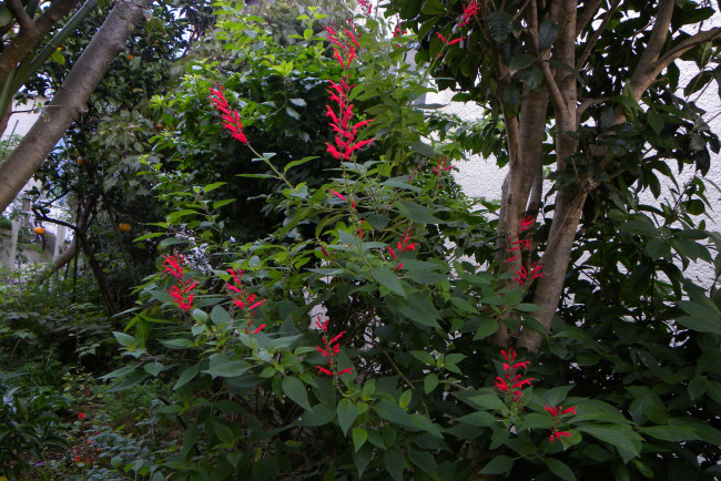 Обои картинки фото цветы, цветущие, деревья, кустарники, куст, листья