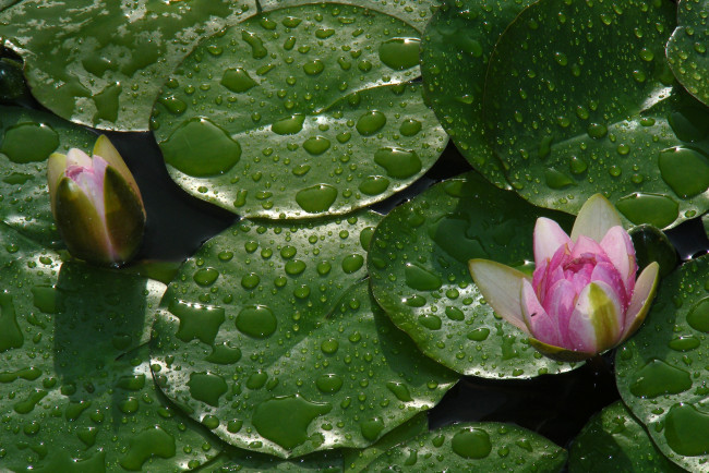 Обои картинки фото цветы, лилии, водяные, нимфеи, кувшинки, лотос