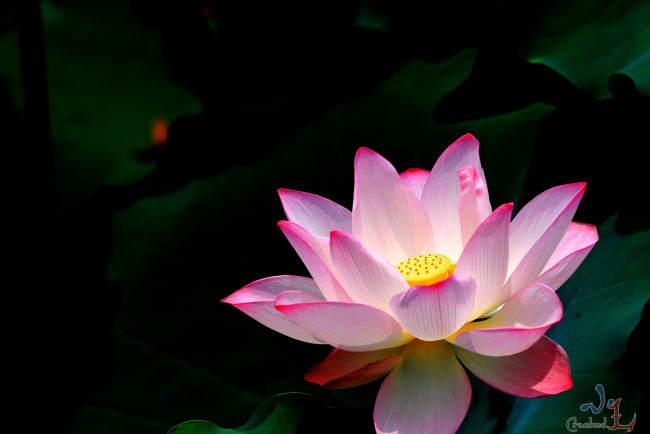 Обои картинки фото цветы, лотосы, лотос