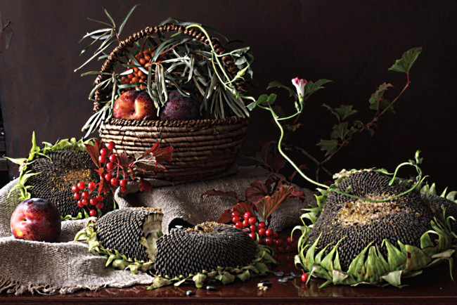 Обои картинки фото еда, натюрморт, подсолнухи, корзина, мешковина, сливы