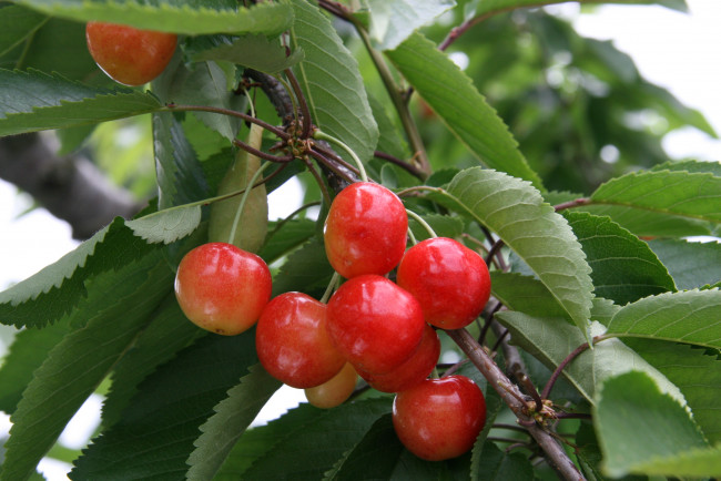 Обои картинки фото природа, Ягоды, ветка, вишня