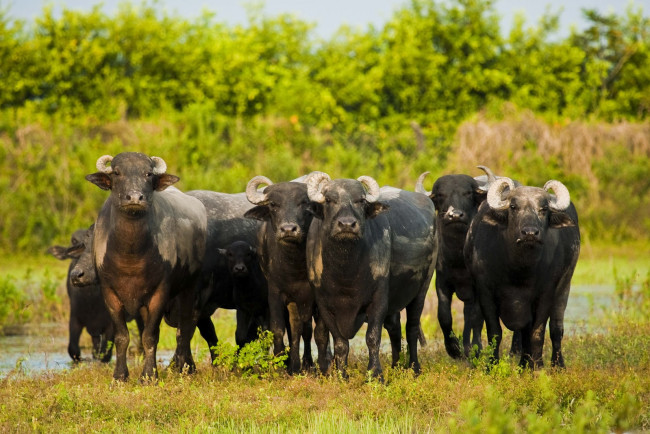 Обои картинки фото животные, коровы, буйволы