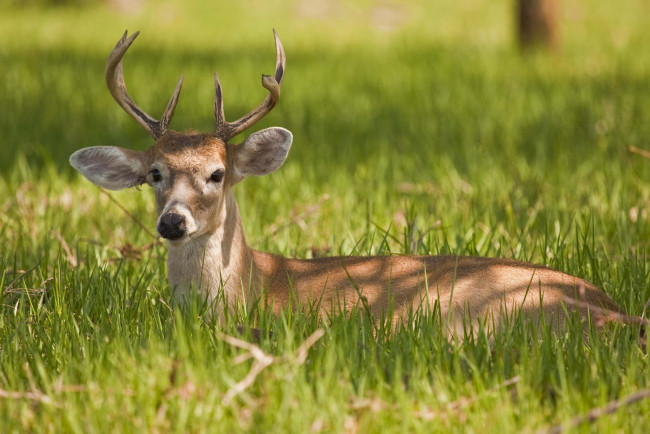 Обои картинки фото животные, олени, олень, трава, летп