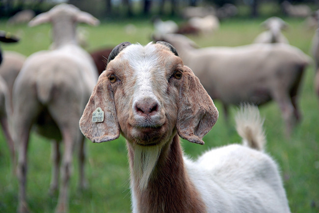 Обои картинки фото животные, овцы, бараны, природа, лето