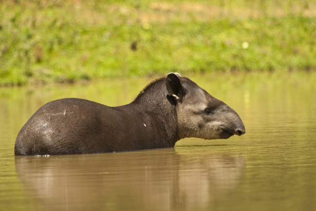 Обои картинки фото животные, тапиры