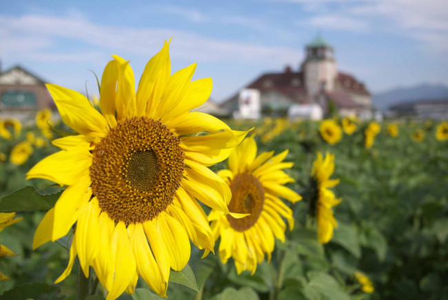 Обои картинки фото цветы, подсолнухи