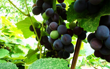 Картинка природа Ягоды виноград