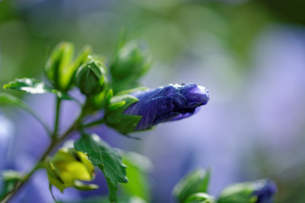 Картинка цветы мальвы мальва бутон