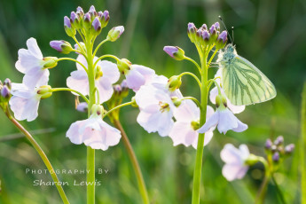 Картинка животные бабочки бабочка белые цветы