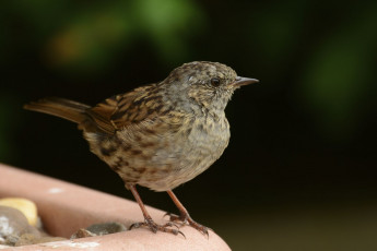 Картинка животные птицы птичка