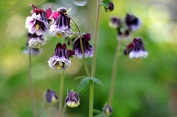 Картинка цветы аквилегия+ водосбор