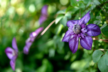 Картинка цветы клематис+ ломонос клематис