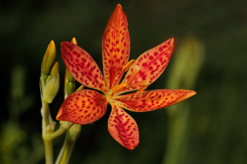 Картинка цветы красный цветок