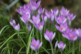 Картинка цветы крокусы цветение много сиреневые