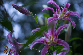 Картинка цветы лилии +лилейники лилия цветение бутоны