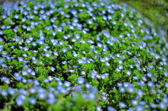 обоя цветы, немофилы,  вероники, цветение, поле, вероника