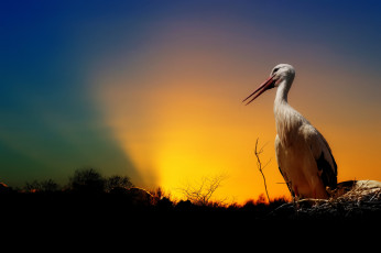 Картинка животные аисты рассвет аист