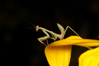 Картинка животные богомолы тёмный фон жёлтый богомол