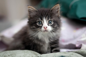 Картинка животные коты котенок