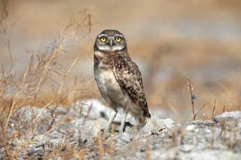 Картинка животные совы птица взгляд сыч
