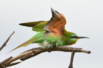 Картинка животные щурки+ пчелоеды птичка ветка