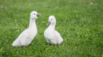 Картинка животные лебеди swans small grass трава маленькие