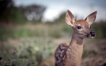 Картинка животные олени взгляд